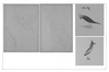 bri40 colnett maps_thumb.gif